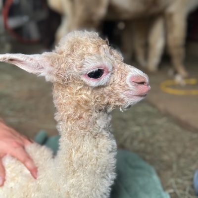 baby alpaca