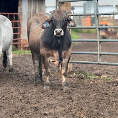 cow 2