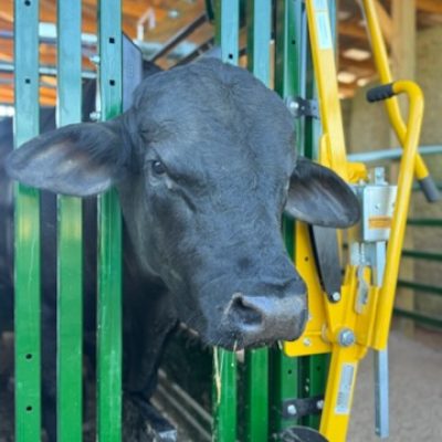 cow in chute
