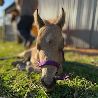 foal