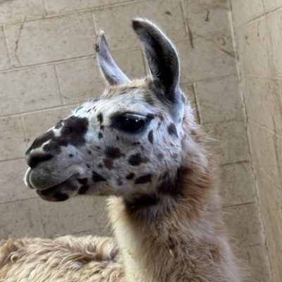 llama