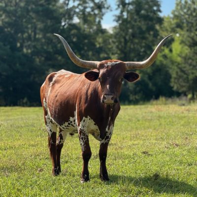 longhorn