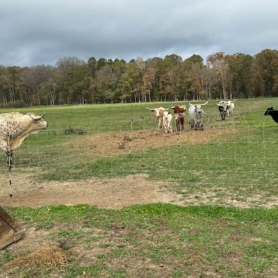 pasture